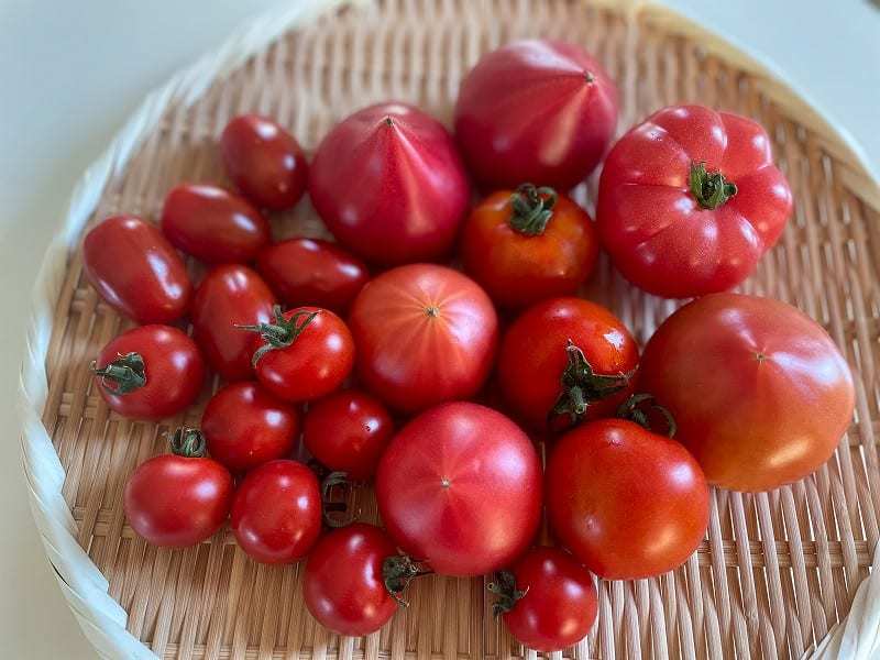 【コラム】夏の定番野菜トマト、本当は春が旬？