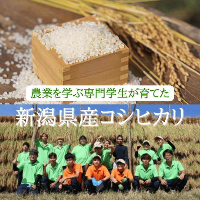 農業を学ぶ専門学生が育てた 新潟県産コシヒカリ.png