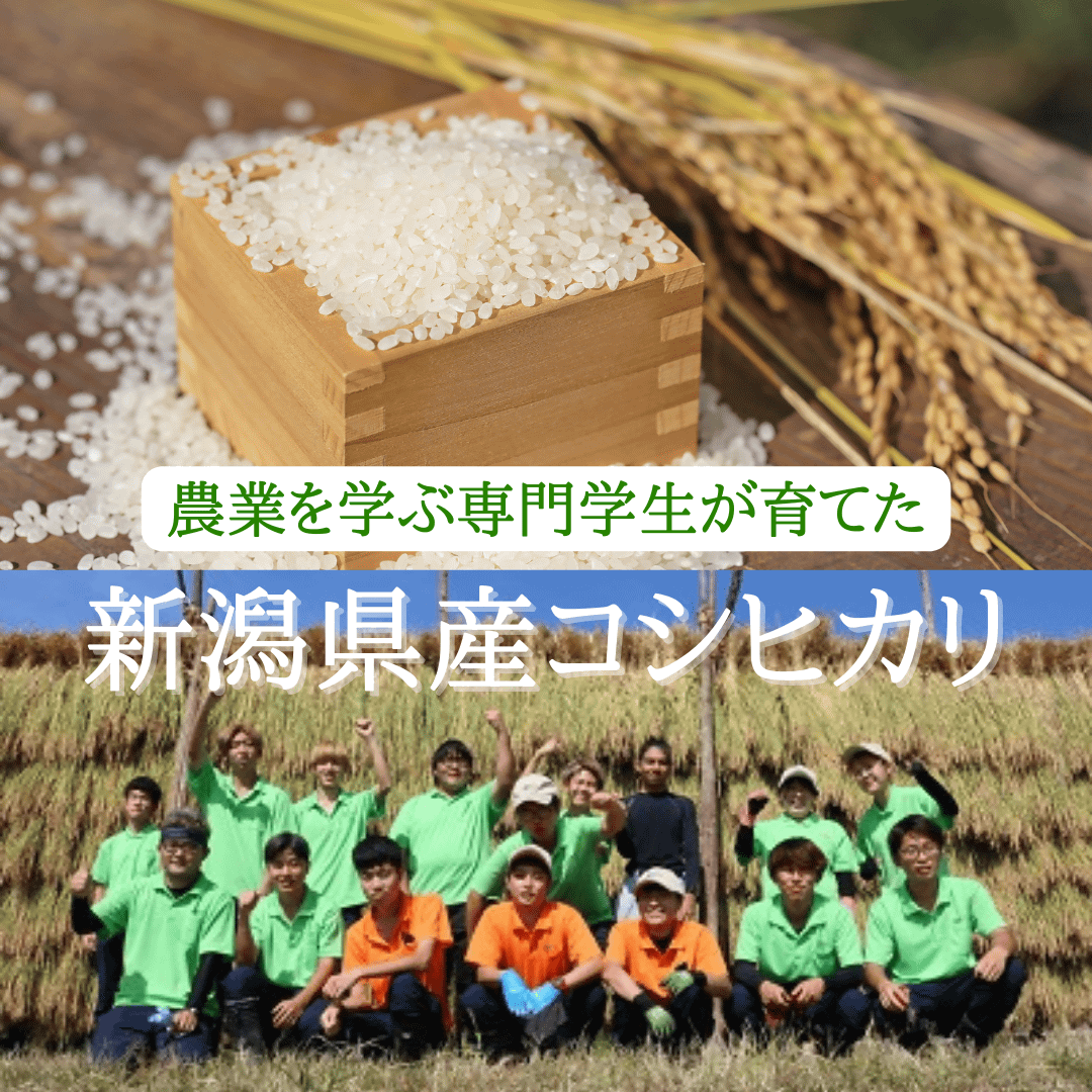 【新米】　コシヒカリ（玄米）30kg　【令和４年度産】